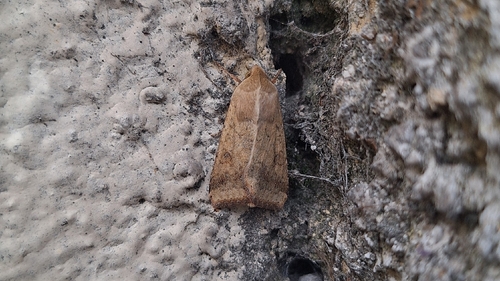 Cotton Bollworm Moth