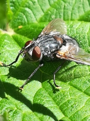 Blepharipa pratensis