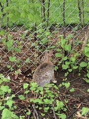 Sylvilagus floridanus