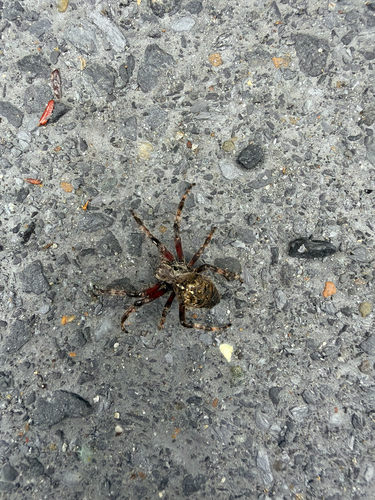 Fierce Orbweaver