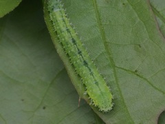 Blennocampini