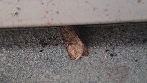 Turnip Moth