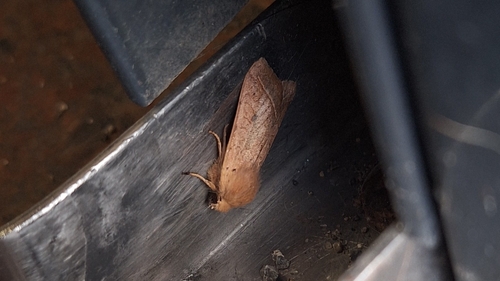 Yellow-line Quaker