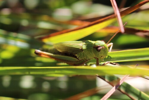 Chorthippus montanus observed 2026-10-12