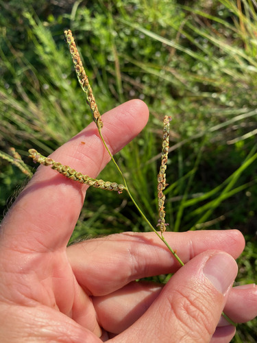 Paspalum plicatulum observed 2026-10-06
