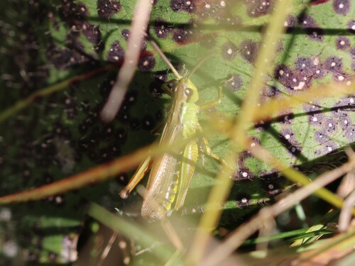 Chorthippus montanus observed 2026-10-12