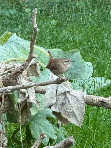 Eurasian Wren