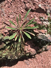 Oenothera argillicola