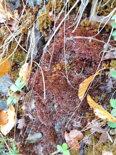 Imbribryum alpinum observed 2026-10-10