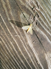 Stenacron interpunctatum