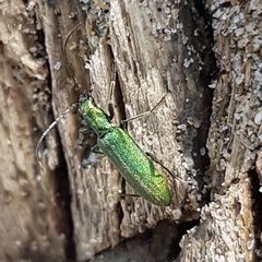 Chrysanthia viridissima