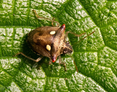 Eysarcoris rosaceus