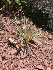 Oenothera argillicola