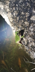 Hyla japonica