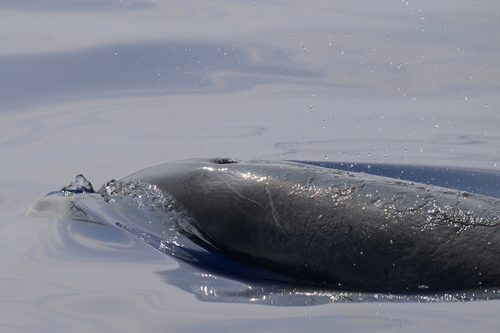 Tursiops truncatus, 2026-10-05