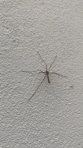European Crane Fly