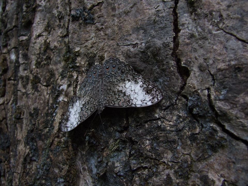 Hamadryas februa image