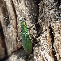 Chrysanthia viridissima