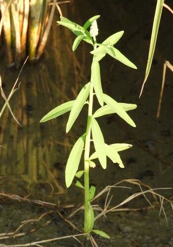 Sphenoclea zeylanica observed 2026-10-10