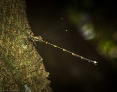 Episynlestes albicaudus