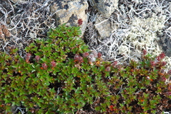 Salix tschuktschorum