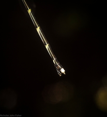 Episynlestes albicaudus