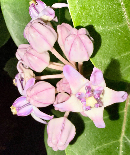 crown flower
