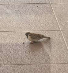 Passer montanus