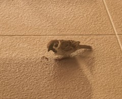 Passer montanus