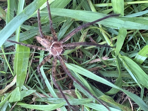 Pantropical Huntsman Spider
