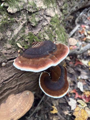 Resinous Polypore