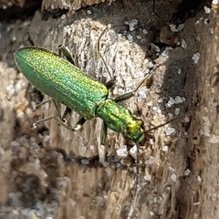 Chrysanthia viridissima