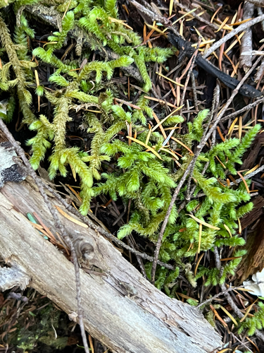 Rhytidiopsis robusta, 2026-10-11