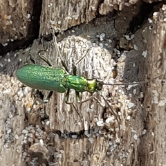 Chrysanthia viridissima