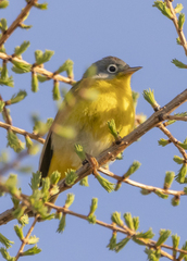 Leiothlypis ruficapilla image