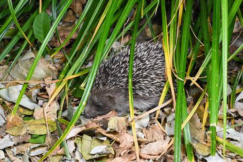 Amur Hedgehog