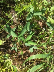 Trifolium virginicum