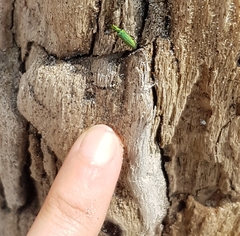 Chrysanthia viridissima