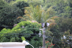 Patagioenas picazuro