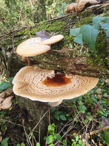 Dryad's Saddle