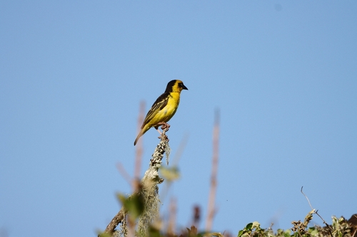 iNaturalist image