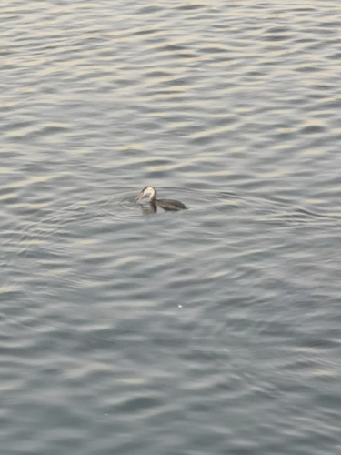 Great Crested Grebe