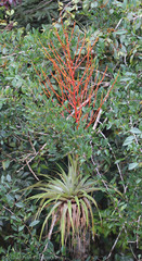 Tillandsia adpressiflora