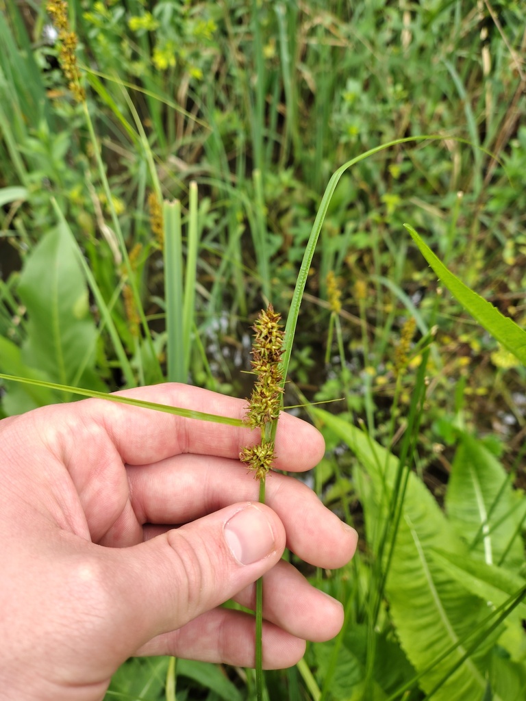 Carex feddeana (Carex feddeana)