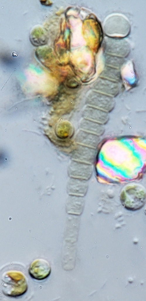Calothrix stagnalis