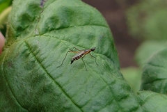 Micropeza corrigiolata