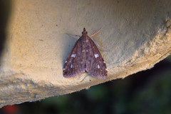 Udea olivalis