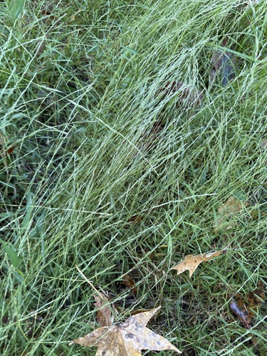 Muhlenbergia schreberi, 2026-10-12