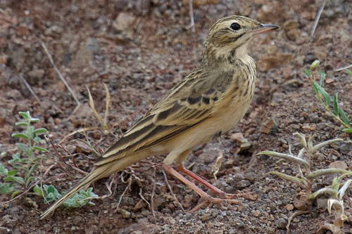 Blyth's Pipit