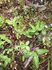 Trifolium virginicum